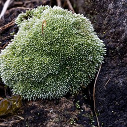 Bryum argenteum (silver moss)